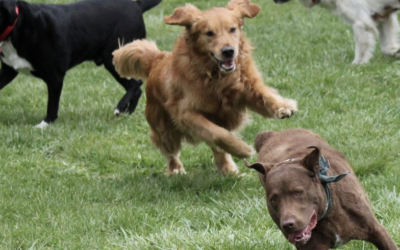 هيئة مراقبة الحيوانات في ديترويت تحّذر السكان وتطالبهم بصرامة بتطبيق ” قانون الكلاب”
