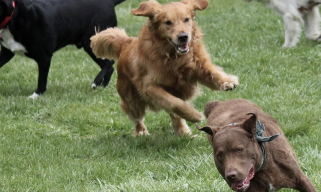 فيروس شديد العدوى يقتل الكلاب في مقاطعة سانت كلير