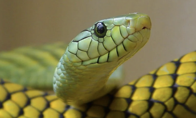 إدارة الموارد الطبيعية في ميشيغان تطلق تحذيراً للسكان بشأن التعامل مع ثعابين Eastern Massasauga Rattlesnake السامة.