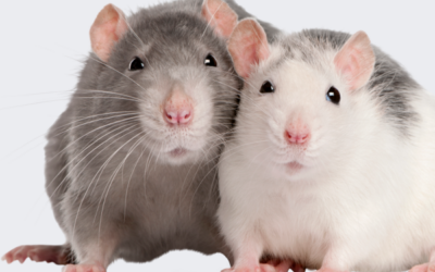 مدينة ديترويت تطلق  خطة لمواجهة انتشار الفئران