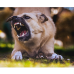  الشرطة تصادر كلبين في ستيرلينغ هايتس بعد توثيق اعتداء مزعوم بكاميرا منزلية