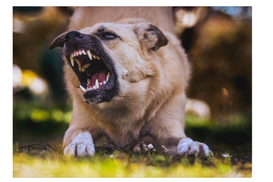  الشرطة تصادر كلبين في ستيرلينغ هايتس بعد توثيق اعتداء مزعوم بكاميرا منزلية