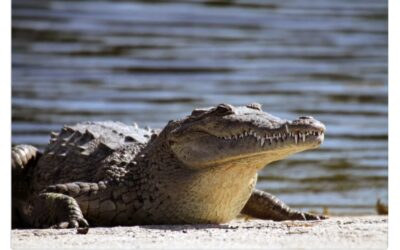 العثور على تمساح داخل منزل في ديترويت