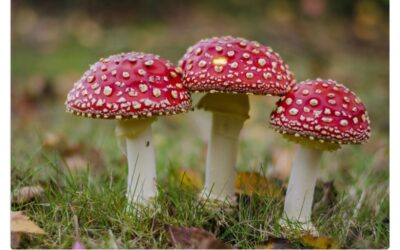 فطر قاتل مقاوم للأدوية يثير قلقًا صحيًا عالميًا