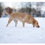 إنقاذ كلب من مياه نهر ديترويت المتجمدة بعد عملية استمرت أربع ساعات