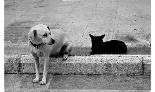 إدانة سيدة من بونتياك بإهمال الحيوانات ومنعها من تربيتها